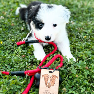 Carte D’Identité En Bois personnalisée modele border collie
